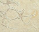 Brittle Star Mass Mortality Plate - Solnhofen Limestone #6106-2